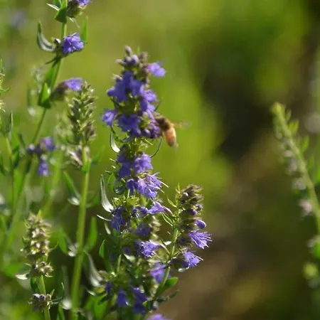 Ca Di Viazadur Faenza