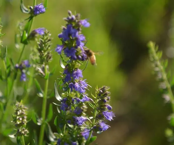 Ca Di Viazadur Faenza